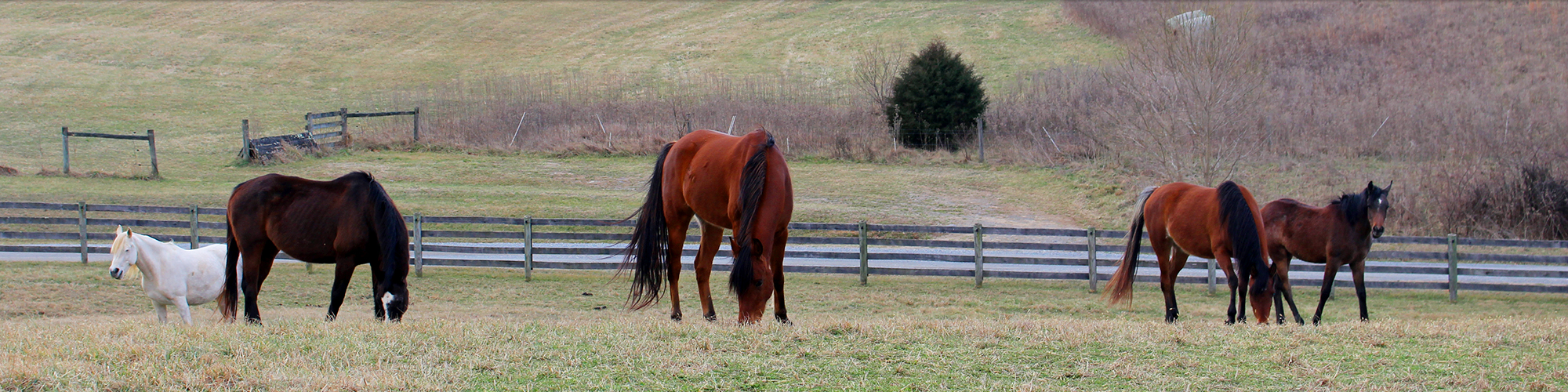 Horses in a Pasture